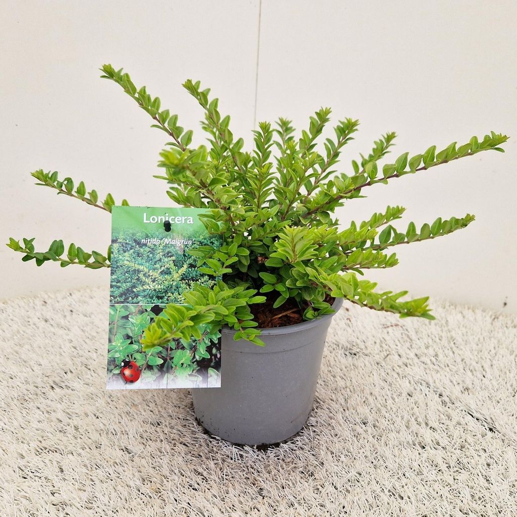 Lonicera nitida 'Maigrün' - Heckenkirsche | 20-30 cm im Topf