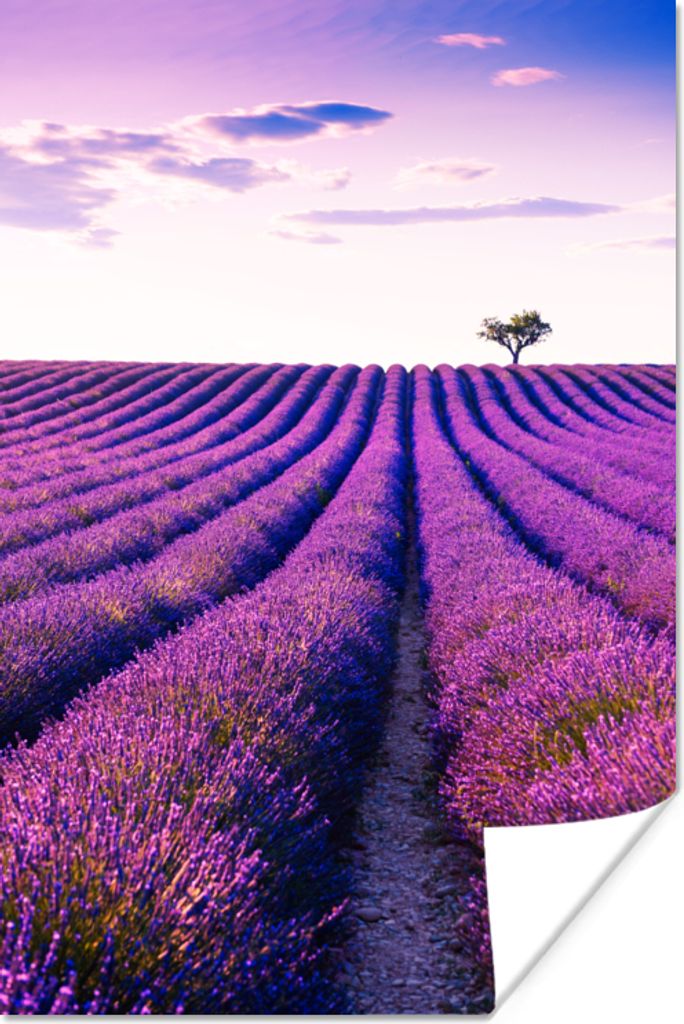 MuchoWow Poster Lavendel - Bäume - Lila - Blumen 40x60 cm - Plakate für die Wand - Poster Babyzimmer