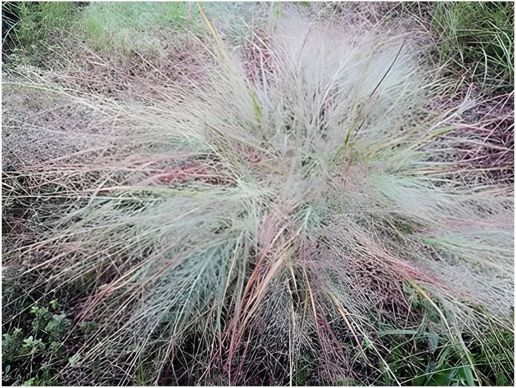 Stauden Gänge 3 x Eragrostis elliottii 'Blue Eros‘ im 1 Liter Topf - Blaues Liebesgras - Filigrane Schönheit mit bläulichem Schimmer