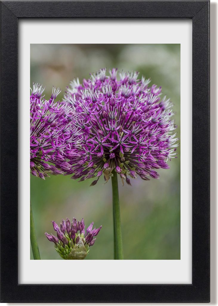 Bild 20x30 MDF-Rahmen, Wandkunst Knoblauch Blumen Produktbild 