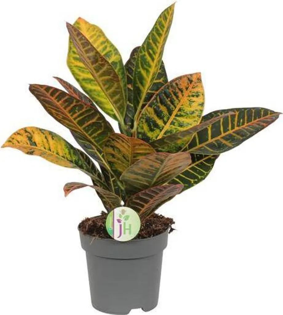 Croton Codiaeum Petra Plante d'intérieur Facile Entretien H 45 cm