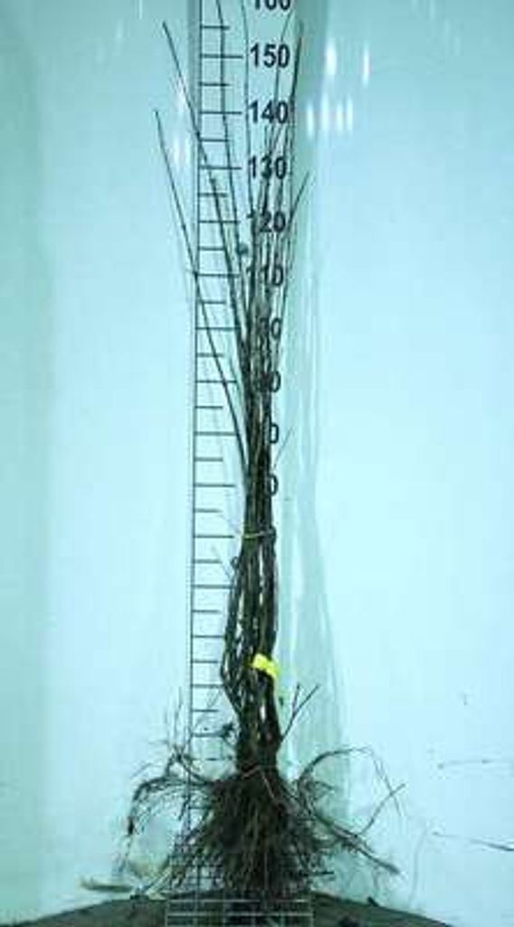 10 x Lonicera tatarica - Tatarische Heckenkirsche 60- 90 cm - Wurzelnackt