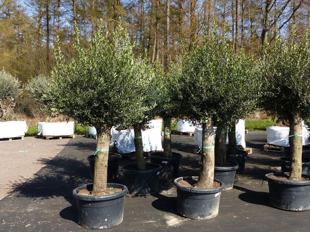 Olivenbaum Olive "60 Jahre" 200 - 240 cm, beste Qualität, Produktbild 