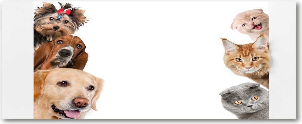 Tulup Küchenrückwand Spritzschutz aus Glas -125x50 -Spritzschutz auf gehärtetes Glas Deko Tiere Hunde und Katzen