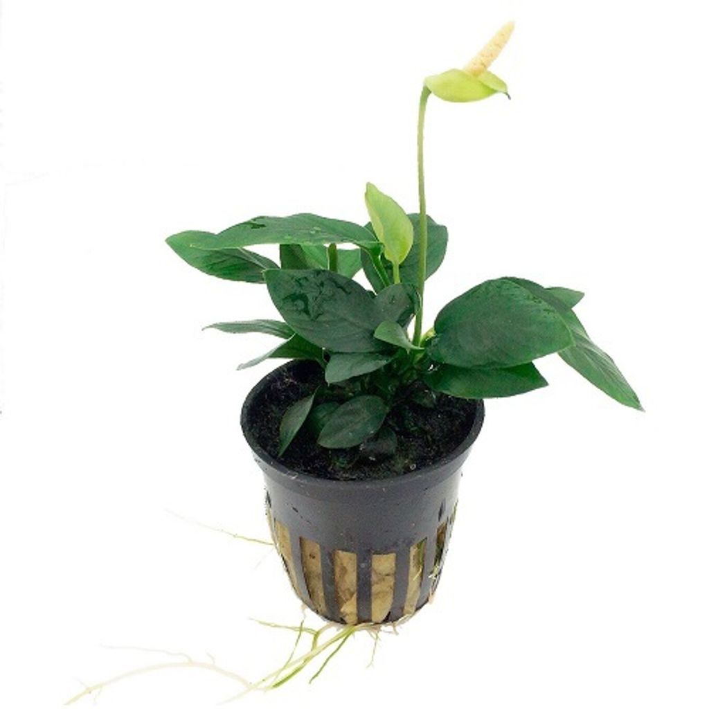 Anubias barteri nana im Topf Wasserpflanzen Aquariumpflanzen