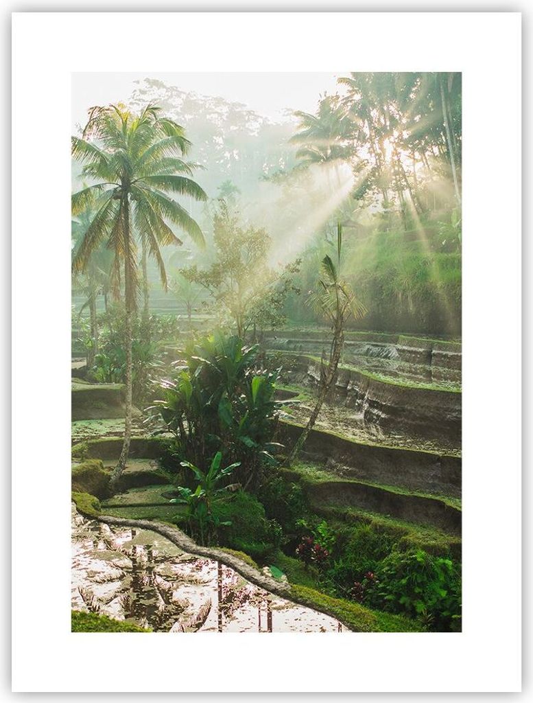 Poster - Poster ohne Rahmen - Terrassen Reis Palmen - 30x40 cm - Wand Bild - Wanddeko - Wandbilder - Kunstposter - Wandposter - Bilder - Kunstdruck...