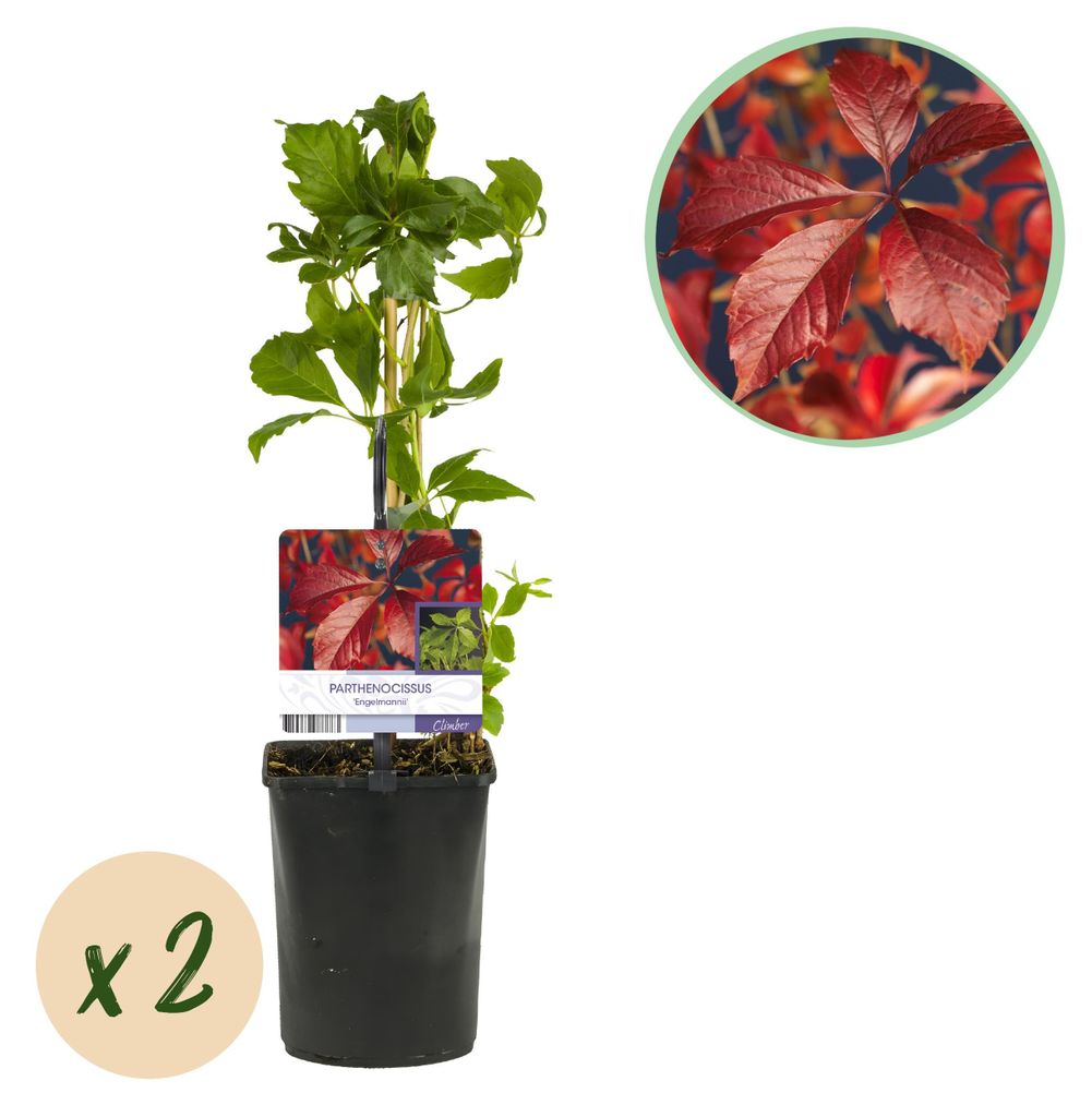 GreenboutiQ – Kletterpflanze Parthenocissus quinquefolia 'Engelmannii' (Wilder Wein) – Blätter Grün, im Herbst Rot – Pflegeleicht – 2 Pfl...