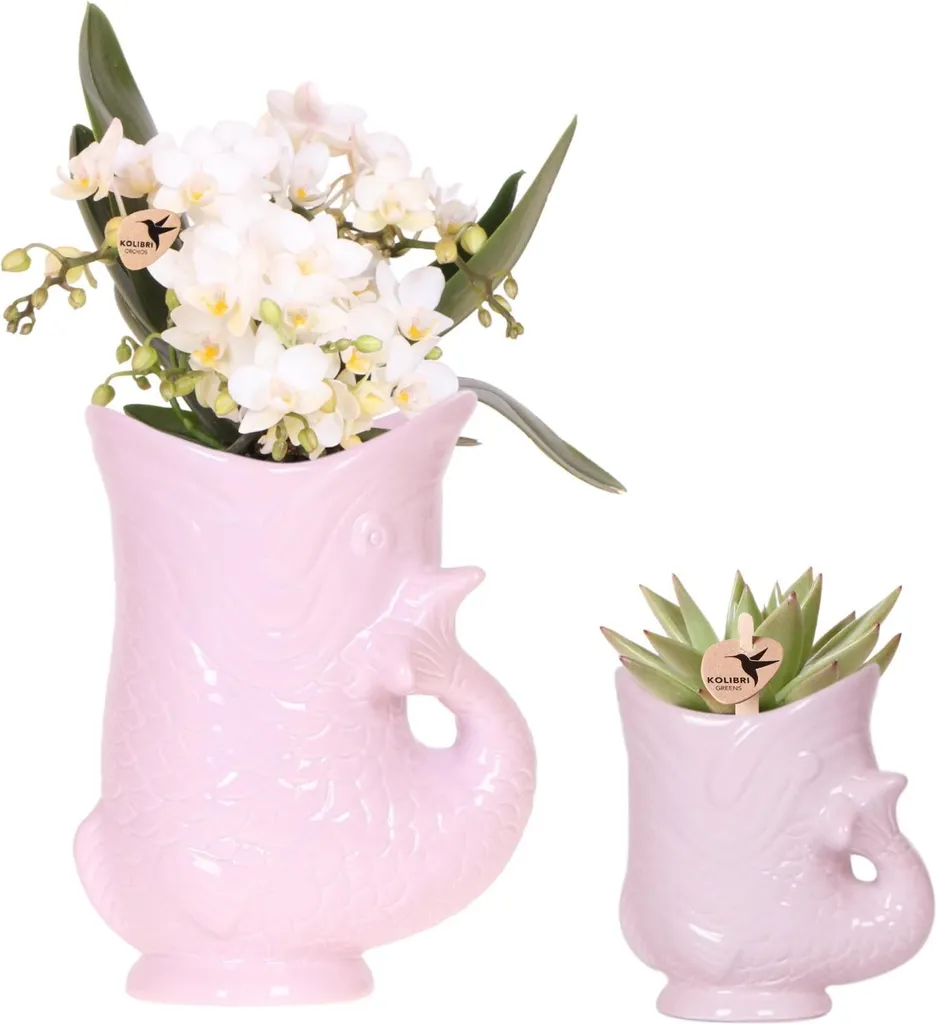 Set Orchidée et Succulente : Déco Facile avec Pot Poisson Rose Ø9 cm