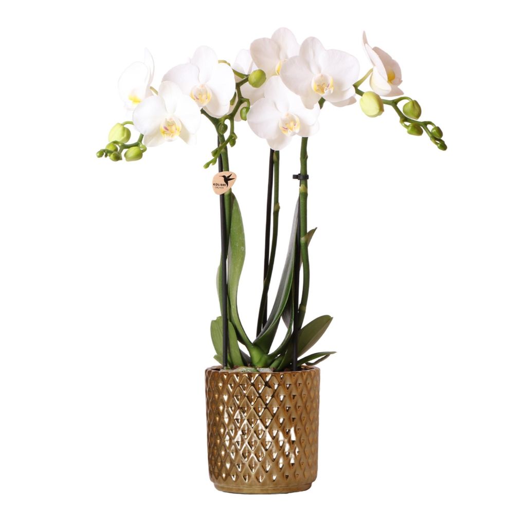 Kolibri Orchideen | Weiße Phalaenopsis Orchidee - Amabilis + Diamant Ziertopf Gold - Topfgröße Ø9Cm - 40Cm hoch | Blühende Zimmerpflanze im Bl...