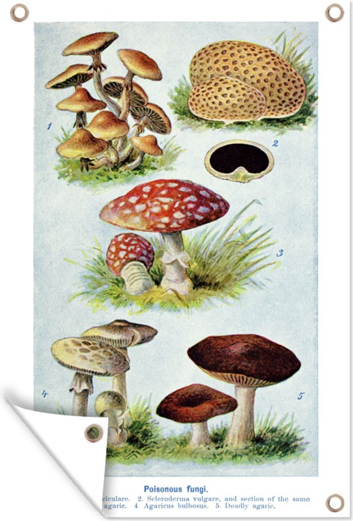 MuchoWow 80x120 cm Outdoor-Poster Gartendeko Sichtschutz Garten Poster für den Garten Pilz - Illustration - Rot - Weiß