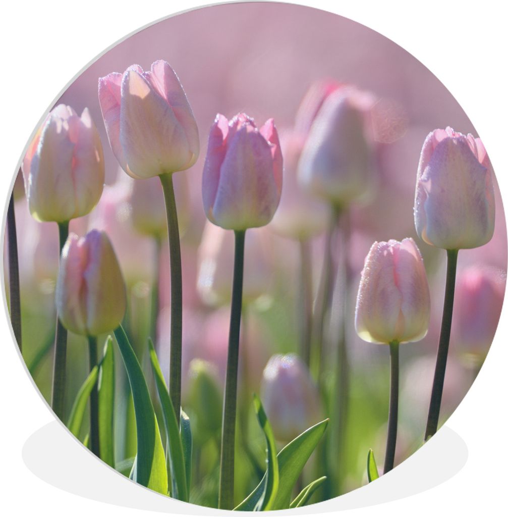 MuchoWow Rundes Wandbild - Runde Bilder Rosa Tulpen im Frühling Ø 30 cm Kreis Wanddekoration Kunststoff - Wandkreis - Wandschmuck - Schlafzimme...
