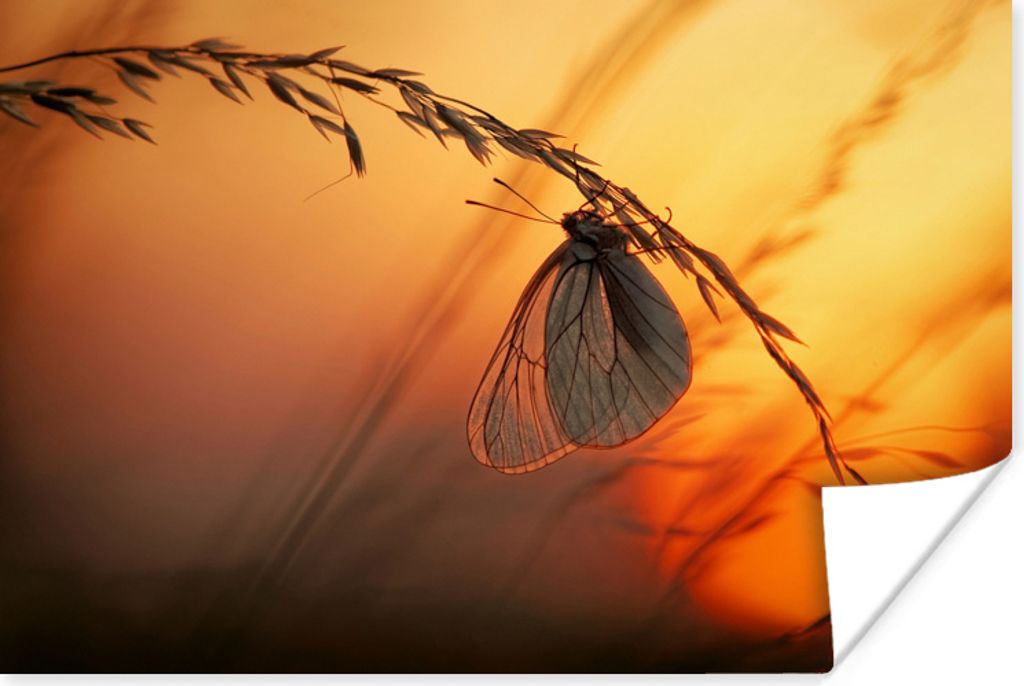 MuchoWow Poster Schmetterlinge - Weizen - Horizont 180x120 cm - Fotoplakat