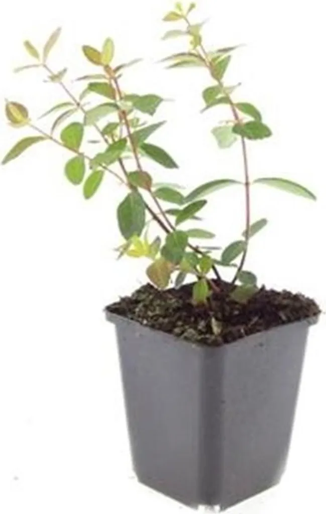 Millepertuis Hypericum Peter Dummer - Plantes couvre-sol lot de 40 pots