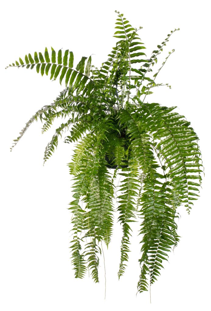 Kaisergranat Macho - 90-100cm - Ø20cm - Zimmerpflanze - Produktbild 