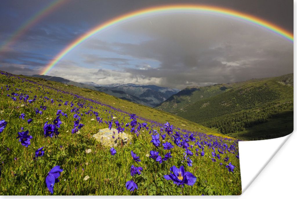 MuchoWow Poster Ein Regenbogen über den lila Pflanzen auf der Wiese 120x80 cm - Bilder