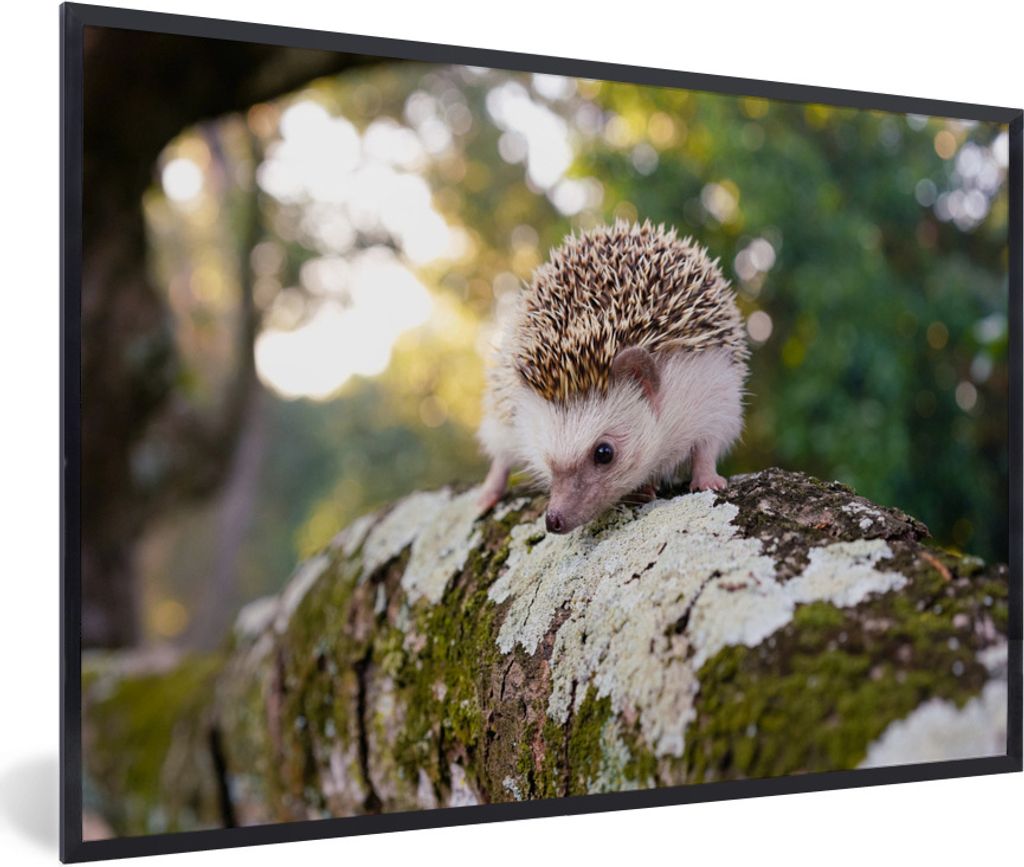MuchoWow Gerahmtes Poster Igel läuft auf Ast 30x20 cm - Poster mit Schwarzem Bilderrahmen Wandposter Rahmen Foto Bilder - Kunstdruck - Bild-Poster