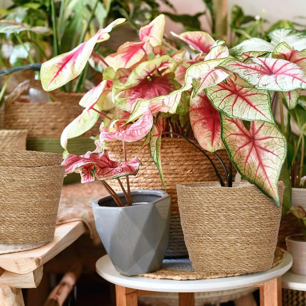 Pots de fleurs en osier avec doublure : finis les fuites et le plastique