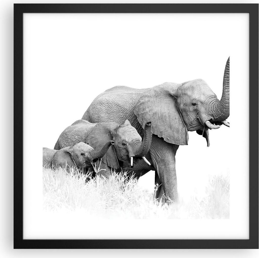 Gerahmtes Poster - Schwarzer Rahmen - Elefanten Familie Schwarz und Weiß - 40x40 cm - Wand Bild - Wanddeko - Wandbilder - Kunstposter - Wandposter...