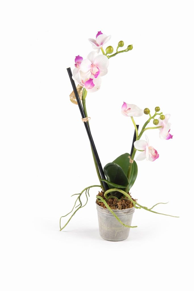Künstliche Orchidee Phalaenopsis im Topf – 2 Triebe – H ca. 30 cm – Kunstblume weiß-lila – Pflegeleicht & langlebig weiß-lila