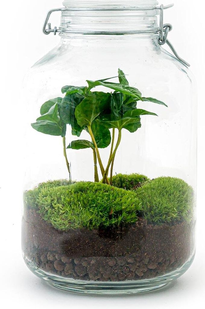 Flaschengarten "Mason Jar" - DIY-Pflanzenterrarium - 28 cm hoch - mit Kaffeepflanze