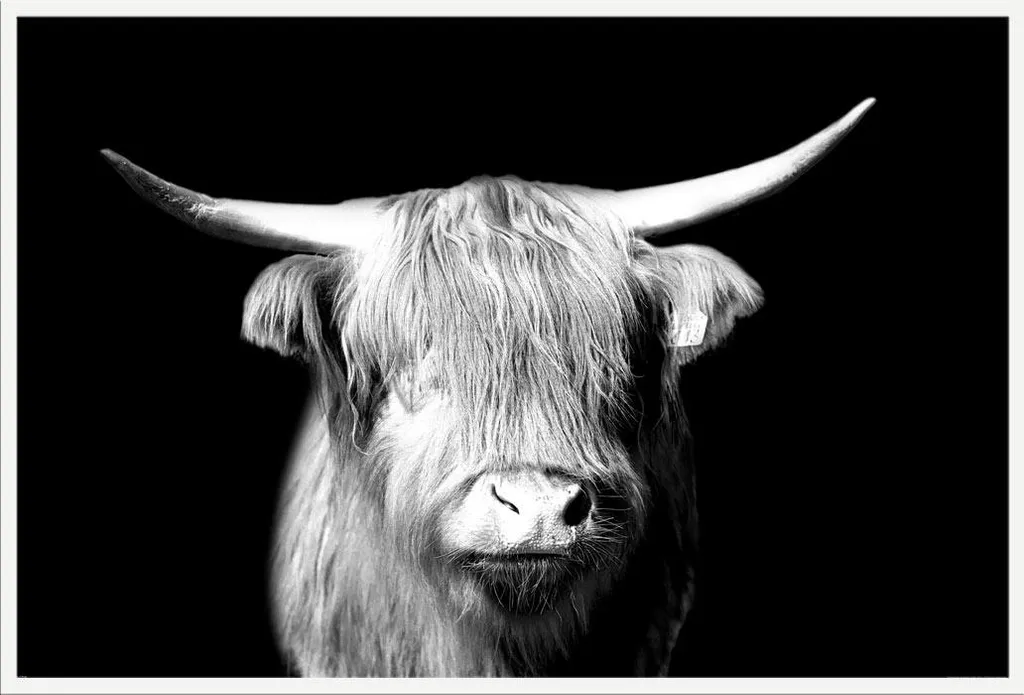Décoration Murale Vache Highland Cadre Blanc Shinsuke pour Salon et Bureau