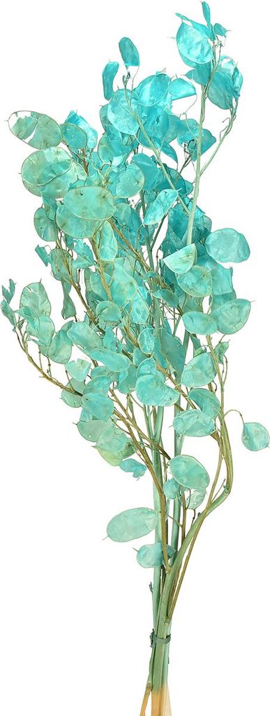 Silberblatt getrocknet Deko Blau 65-70cm Trockenblume