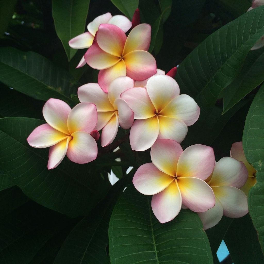 Frangipanier (Plumeria rubra) - 5 graines Image du produit 