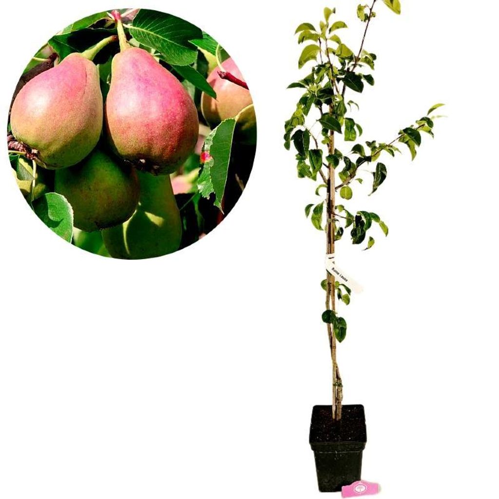 Pyrus communis 'Bonne Louise d'Avranches', Peer, in een pot Productafbeelding 