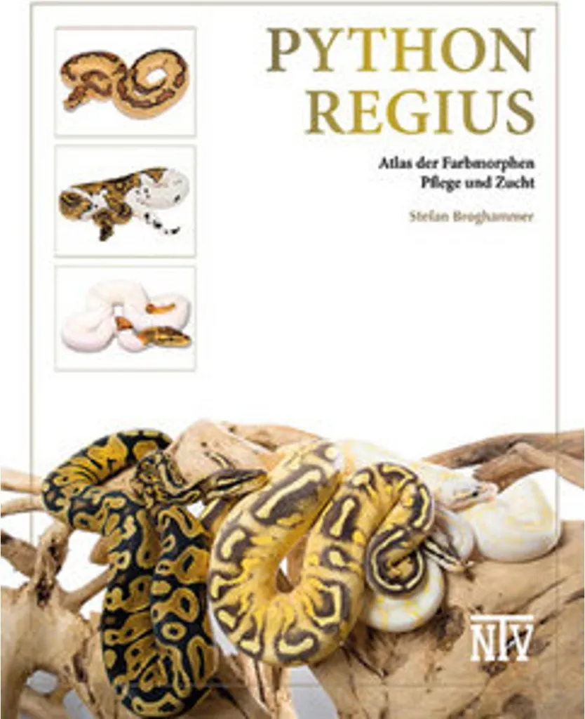 Python regius de 120cm : serpent docile aux motifs naturels uniques