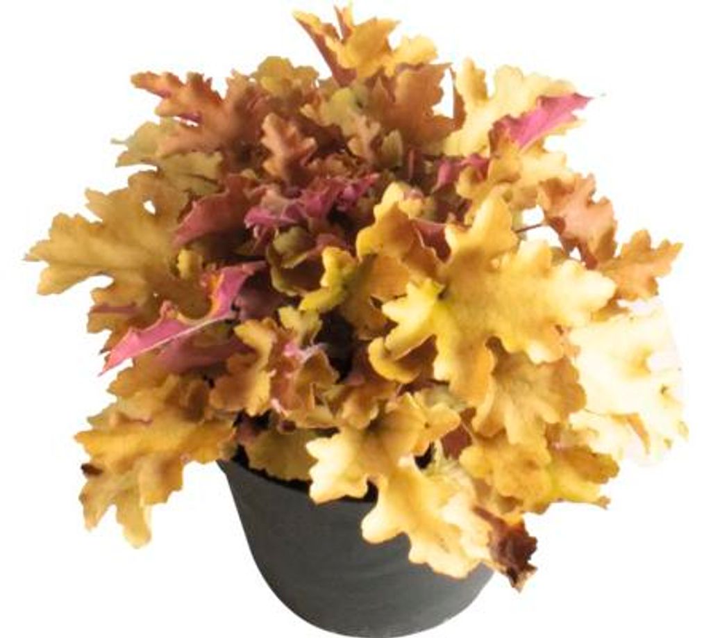Dlužicha Heuchera 'Indian Summer Orange' výška 5-20 cm Obrázek produktu 