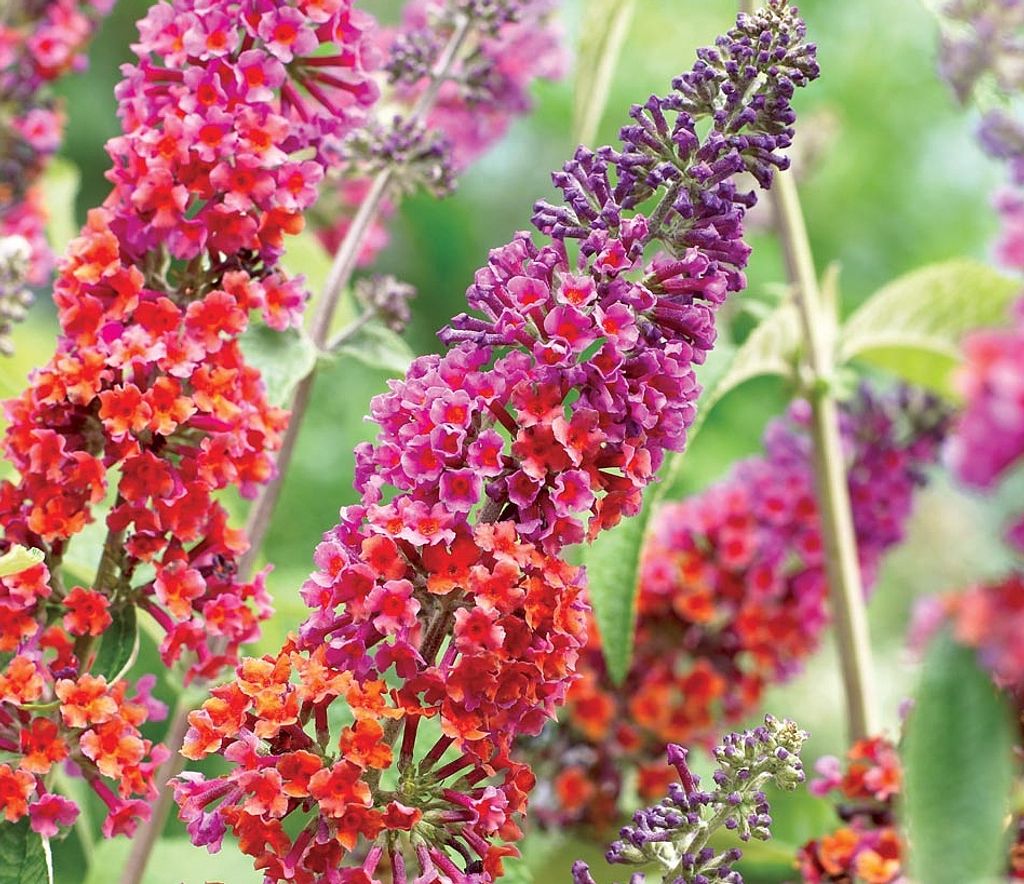 Buddleja Flower Power 25-30 cm Schmetterlingsflieder Produktbild 