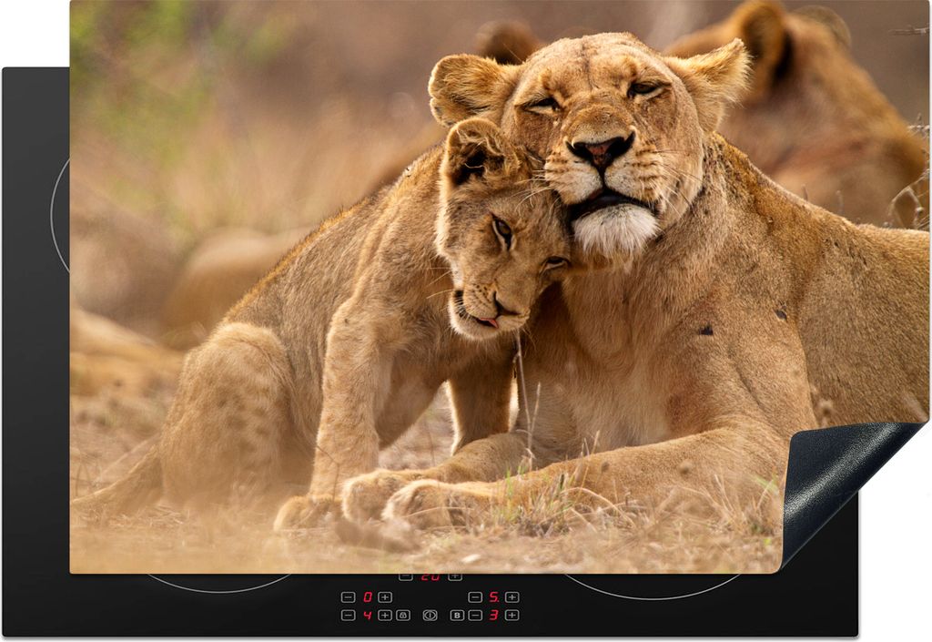 KitchenYeah Herdabdeckplatte Löwe - Wilde Tiere - Jungtier , 76x51cm, Küche Deko, Glaskeramikfeld Herdabdeckung, Abdeckplatte fùr Kochfeld