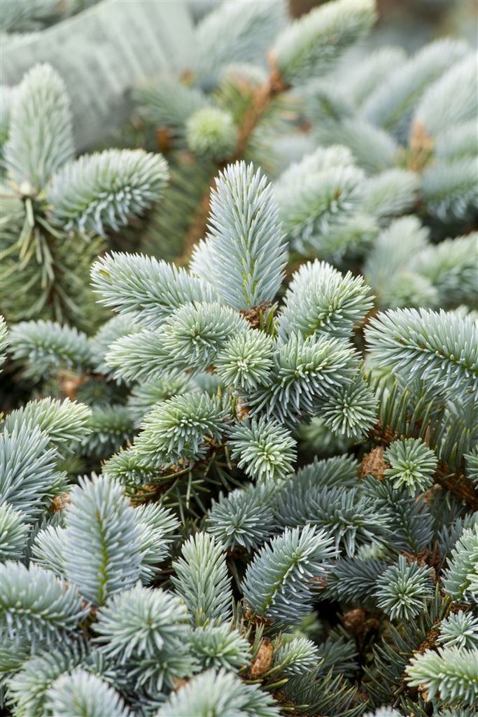 Blaufichte 40-60 cm, im Topf - Picea pungens glauca, Produktbild 