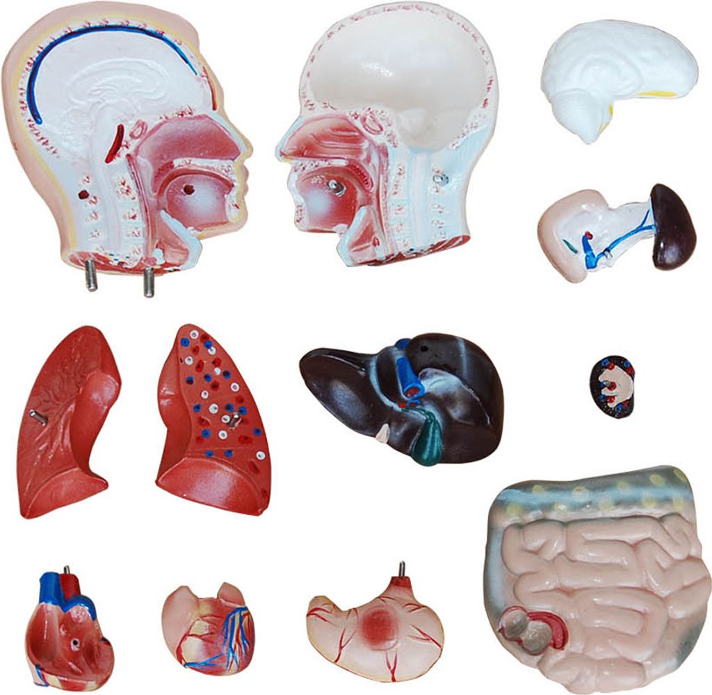 Anatomie Modell Torso des Menschen Anatomiemodell Produktbild 3