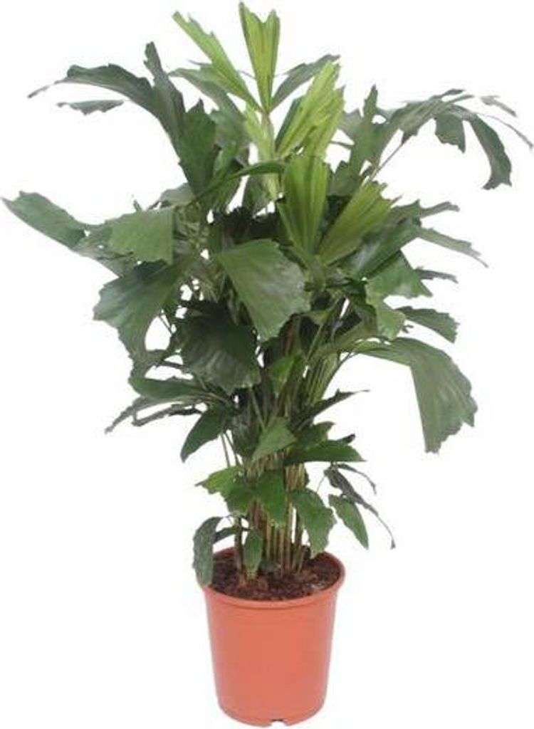 Caryota Mitis Fischschwanzpalme Ø24cm 110cm tropische Zimmerpalme luftreinigend