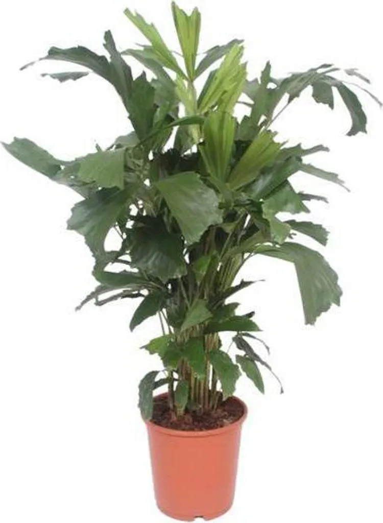 Caryota mitis palmier à queue de poisson 110 cm pot Ø 24 cm exotique