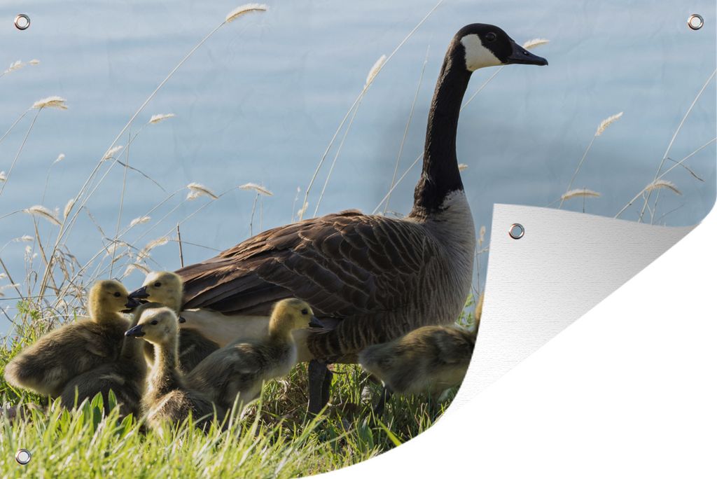 MuchoWow 120x80 cm Outdoor-Poster Gartendeko Sichtschutz Garten Poster für den Garten Gans - Küken - Gras