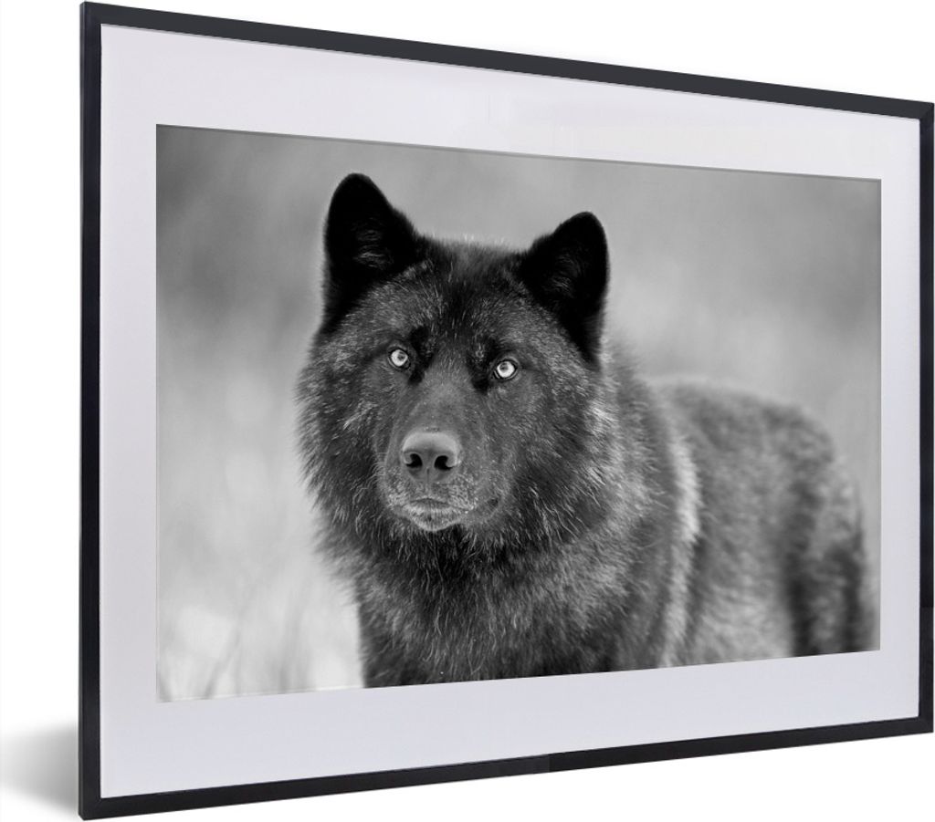 MuchoWow MuchoWow Gerahmtes Poster Wolf - Nahaufnahme - Schwarz - Weiß 40x30 cm - Poster mit zchwarzem Bilderrahmen - Bilderrahmen - Poster im...