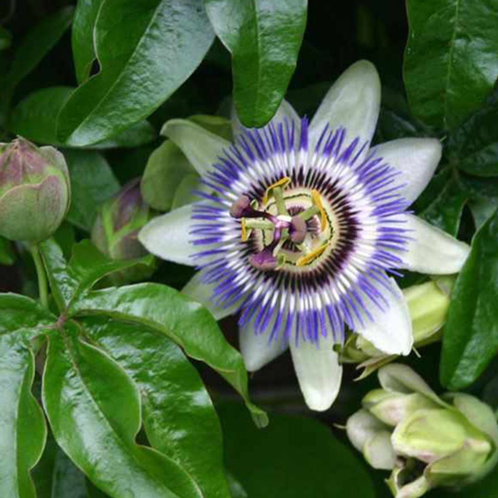 Passiflora Caerulea - ↨65Cm - Ø15 Obrázok produktu 