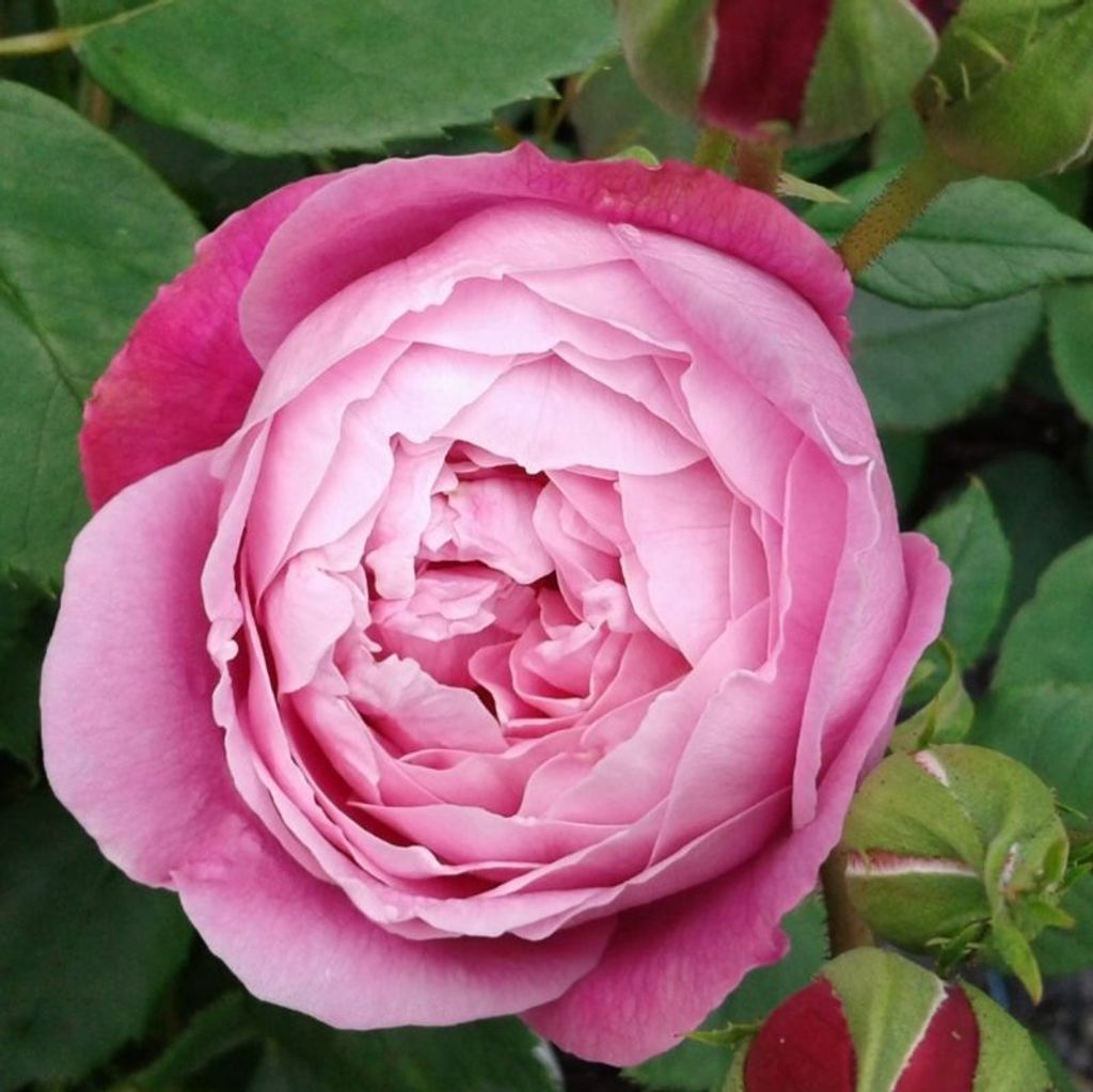 Rosa - Kordes Feenrose - Rosa 'Queen Elizabeth'