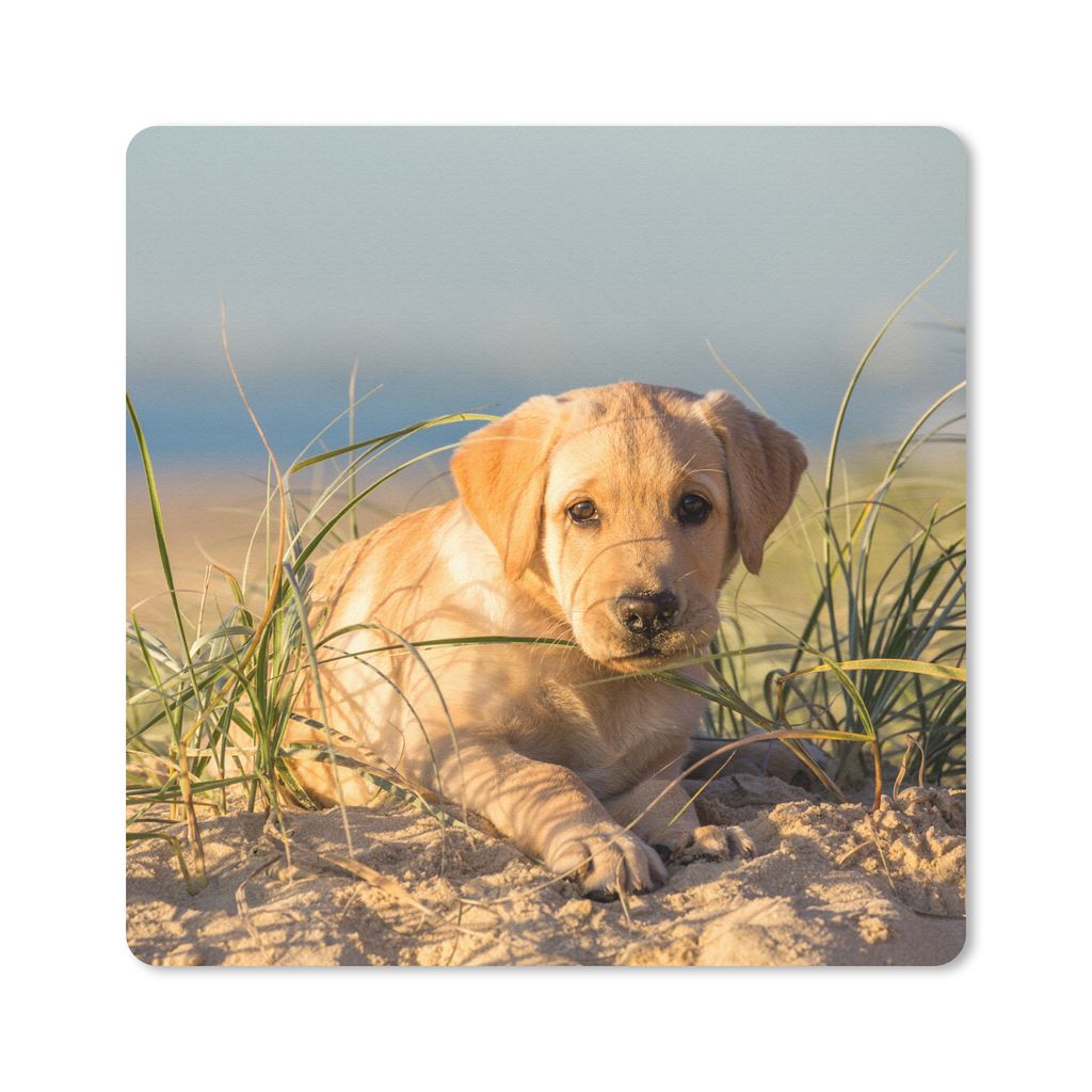 MuchoWow Mauspad Mousepad Labrador Retriever Welpe auf den Sanddünen liegend 20x20 cm - Mousepads - Maus Mat - Pad - Mausunterlage - Desk Mat - ...