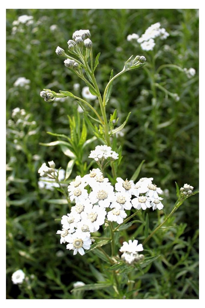 Achillea ptarmica - Sumpf-Schafgarbe - Qualitätsstaude im 9x9 cm Topf - Bienenweide