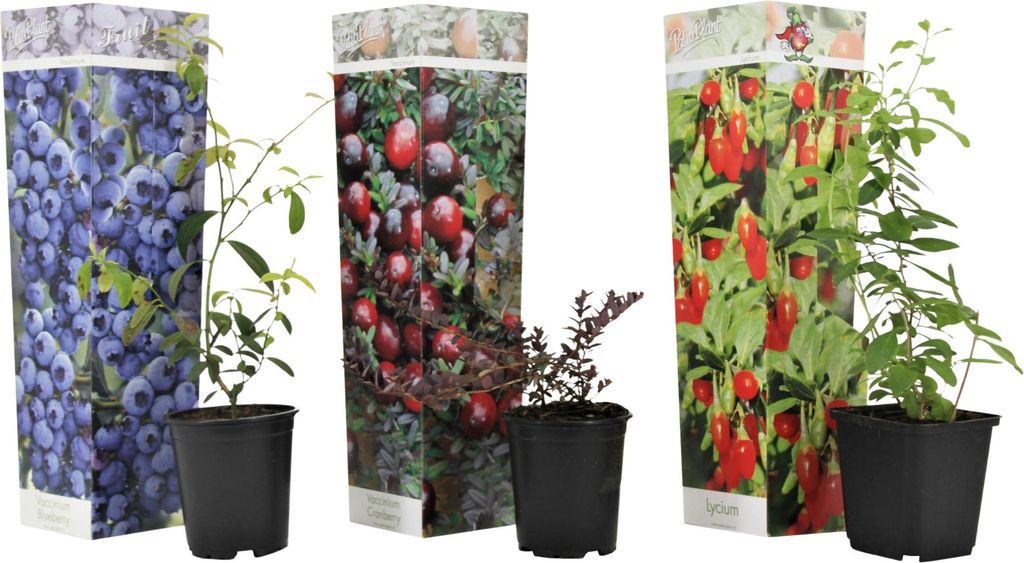 Mischung Obstbüsche - 3 Stk - Actinidia, Vaccinium - Höhe Produktbild 