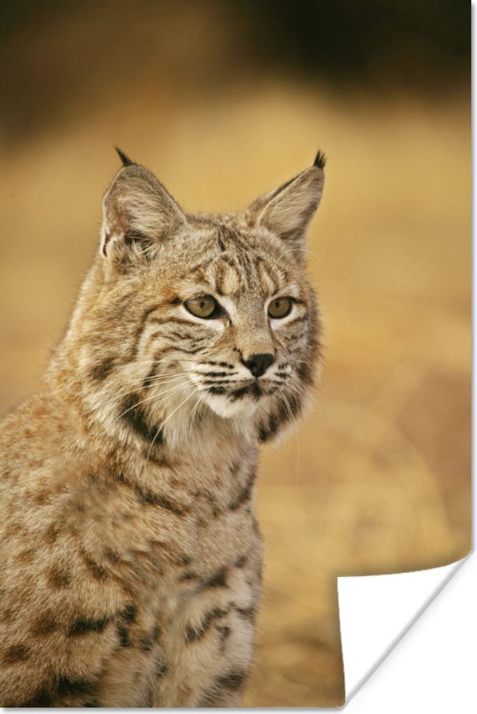 MuchoWow Poster Luchs - Braun - Gras 60x90 cm - Wanddekoration