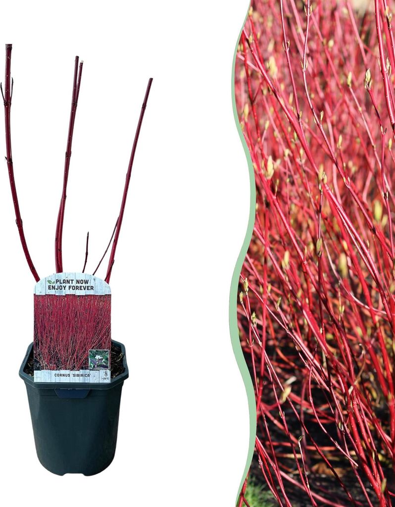 GreenboutiQ - Sträucher - Cornus sibirica - Rote Zweige - 1 Pflanze - Laubabwerfend - Wenig Pflege - Topf 17cm Höhe 45cm