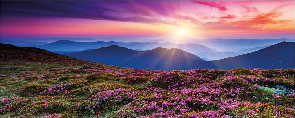 Wallario selbstklebendes Poster - Blumenbedeckte Wiese bei Sonnenuntergang, Größe: 80 x 200 cm