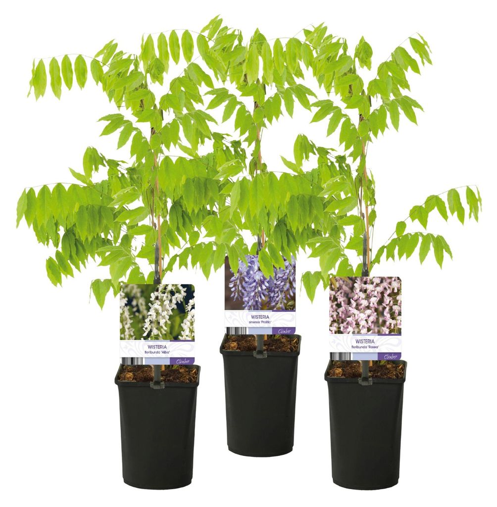 GreenboutiQ - Blauregen Pflanze Winterhart - Wisteria Produktbild 