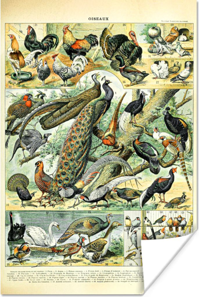 MuchoWow Poster Tier - Vögel - Jahrgang 120x180 cm - Kunstposter