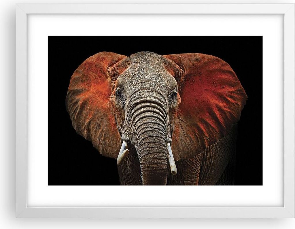 Gerahmtes Poster - Weißer Rahmen - Elefant Rot Ohren - Produktbild 