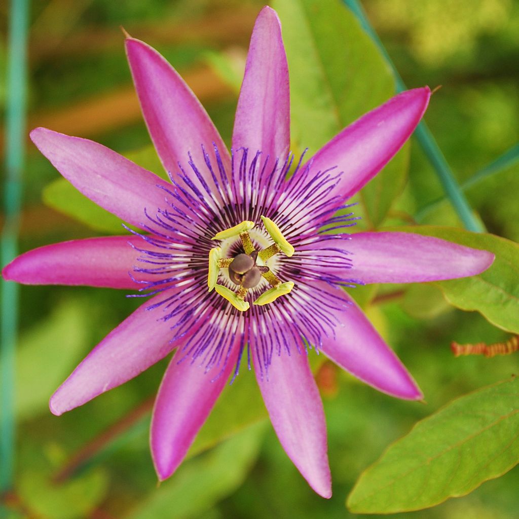 Passionsblume - 3 Stk - Passiflora hybridum - Höhe 25-40cm Produktbild 4